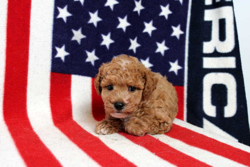 puppy, for, sale, Toy Poodle, Matthew B. Stoltzfus, dog, breeder, Gap, PA, dog-breeder, puppy-for-sale, forsale, nearby, find, puppyfind, locator, puppylocator, aca